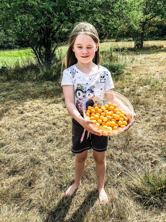 Agnes har plukket mirabeller til mirabellesaft